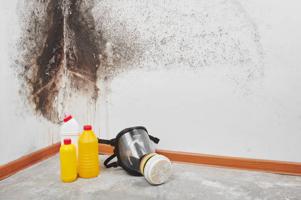 Best Industrial Mold Remediation in Peotone, IL