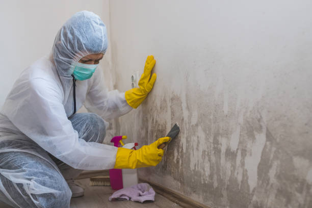 Best Kitchen Mold Remediation in Peotone, IL