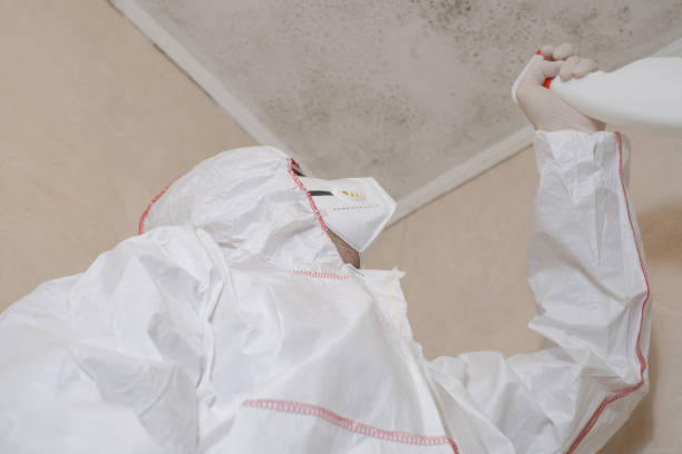 Best Black Mold Remediation in Peotone, IL