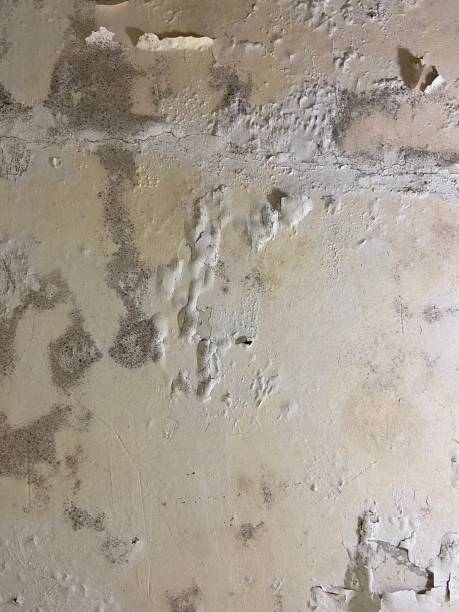 Best Post-Flood Mold Remediation in Peotone, IL