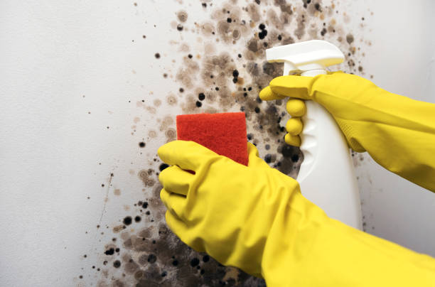 Best Bathroom Mold Remediation in Peotone, IL